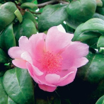 La rosa de Bayahíbe, nuestra flor nacional