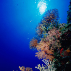 Canícula invisible provocará “mortalidad masiva” de especies marinas en océano Atlántico