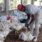 Productores avícolas de Moca advierten aumentaría a 150 la libra del pollo en las próximas semanas