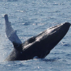 Llega la temporada de ballenas jorobadas en Samaná; descubre el costo y otras curiosidades