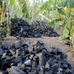 Ecosistema de frontera dominico-haitiana capta más de 260,000 toneladas de carbono al año