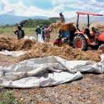 Inician siembra de habichuelas en San Juan, proyectan cultivar más de 140,000 tareas