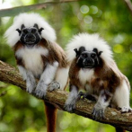 Colombiana lidera campaña internacional para salvar una especie del mono tití