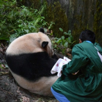 Nace en China el primer panda del mundo de madre cautiva y padre libre