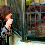 Orangután que aprendió lenguaje de señas fallece en Atlanta