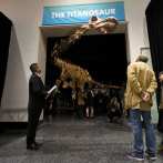 Presentan a Patagotitán, el más grande de todos los dinosaurios