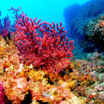 Un 80% de arrecifes corales de RD están amenazados por desechos plásticos y sobrepesca
