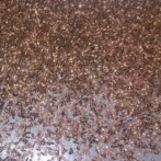 Obras Públicas dice que eliminó miles de “hiede vivo” en fumigación en Monte Cristi y Dajabón