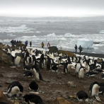 Investigadores alertan por muerte masiva de pingüinos por el hambre