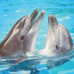 Ballenas y delfines tienen comportamientos similares a las sociedades humanas