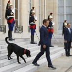 El perro de Macron se orina en plena reunión oficial