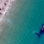 Rescatan tras 19 horas ballena encallada en el litoral de Brasil