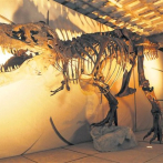 El estrés afectó a la reproducción de los últimos titanosaurios de Europa