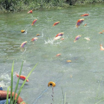 Pequeñas islas piden ayuda para reforzar acuicultura ante el cambio climático