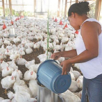 ProConsumidor recomienda el consumo de pollos; bien cocido y con medidas de higiene