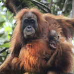Hallan nueva especie de orangutanes, pero podría extinguirse
