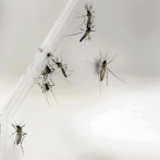 La protección contra el dengue puede funcionar también para el zika