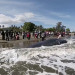 Rescatan seis cachalotes varados en Indonesia pero mueren otros cuatro