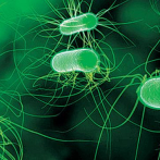 Citan bacterias comunes en AL
