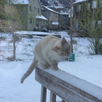 Lazarus, el gato que fue rescatado de la nieve y se hizo viral en las redes