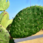 El cactus, alimento del futuro según la FAO
