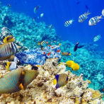ONU denuncia la perdida de la mitad de arrecifes de coral del mundo