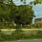 Denuncian ayuntamiento de Los Alcarrizos derriba árboles de más de 60 años