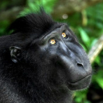 El macaco indonesio que se hizo un selfi, nombrado 
