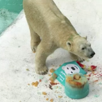 Un pastel de cumpleaños para el oso polar Inuka