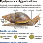 Autoridades han incinerado 15 mil libras de caracoles gigantes africanos