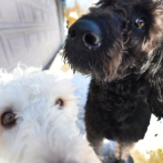 Dos perros salvan a una mujer de morir congelada en EEUU