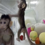Monos clonados: ¿Seguirán los seres humanos?