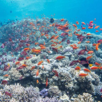 Los corales son más propensos a enfermedades por culpa de los plásticos