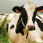 Una vaca que escapó del matadero se convierte en estrella en Holanda