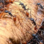 Los antibióticos producidos por las hormigas podrían aplicarse a los humanos
