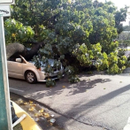 Árbol cae sobre dos vehículos en la avenida San Martín