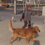 Video: El Año del Perro, una oportunidad para los derechos de los canes en China
