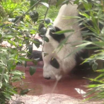 Video: Ciudad de México, hogar de los únicos pandas gigantes fuera de China
