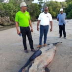 Encuentra ballenato muerto en las costas de Cofresí, Puerto Plata