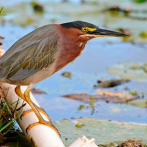Guatemala realizará primera feria de turismo para observar aves ¿Te animas?