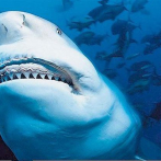 Hallan diente fosilizado de tiburón prehistórico gigante en el centro de Cuba
