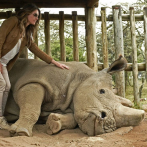 Muere en Kenia el último rinoceronte blanco macho a los 45 años