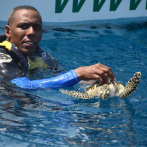 Medio Ambiente libera tortugas carey en el Océano Atlántico