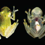 Nueva especie de rana fue descubierta por científicos de Venezuela y Colombia