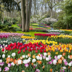 Los colores primaverales de Keukenhof, el jardín de Europa