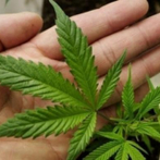 Un muerto y casi 40 hospitalizados en EEUU por consumir marihuana sintética