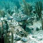 Las tortugas marinas usan sus aletas para manipular alimentos