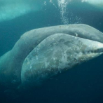 Las ballenas boreales son los 