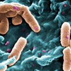 Las bacterias tienen memoria que pasa a sus descendientes