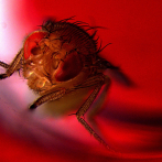 Las moscas macho encuentran la eyaculación placentera